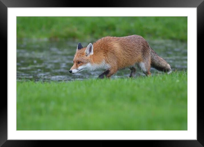 Red Fox (Vulpes Vulpes) walking on the edge of a small pond Framed Mounted Print by Russell Finney