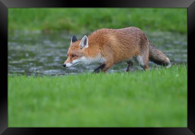 Red Fox (Vulpes Vulpes) walking on the edge of a small pond Framed Print by Russell Finney