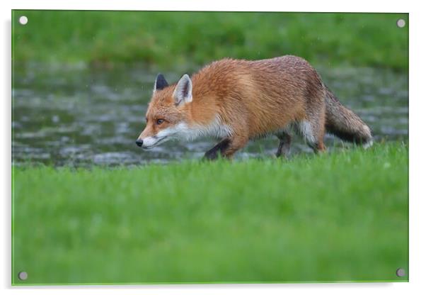 Red Fox (Vulpes Vulpes) walking on the edge of a small pond Acrylic by Russell Finney