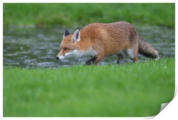 Red Fox (Vulpes Vulpes) walking on the edge of a small pond Print by Russell Finney