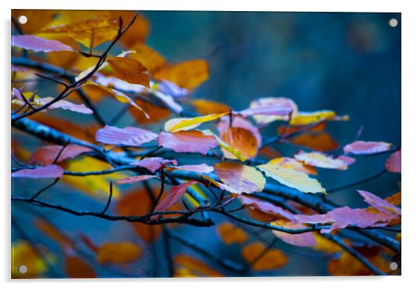 Fall leaves Acrylic by Elzbieta Sosnowski