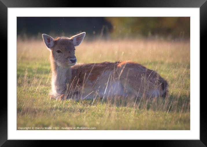 Baby Fawn at Knole, Sevenoaks Framed Mounted Print by Danny Wallis
