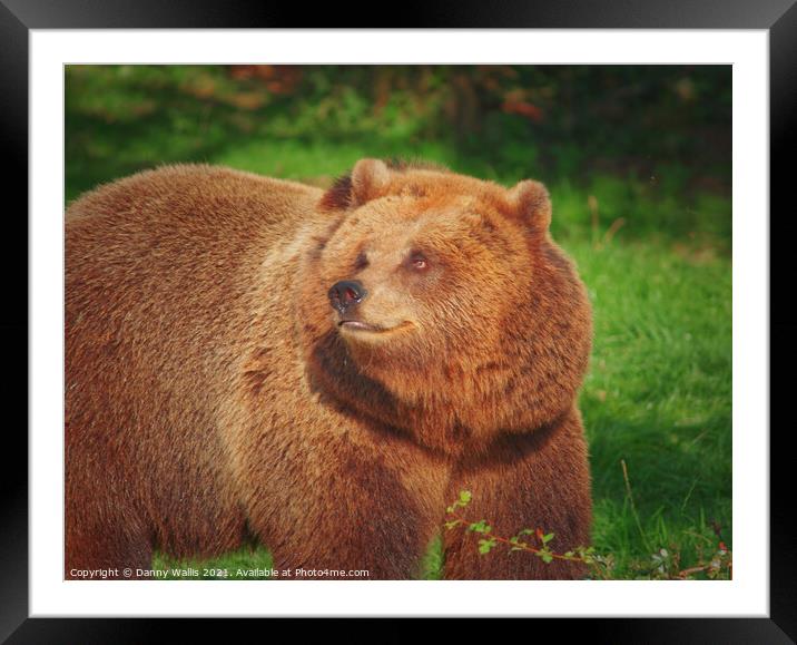 Smiling Brown Bear  Framed Mounted Print by Danny Wallis