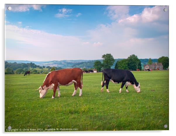 Livestock on Minchinhampton Common in the Cotswold Acrylic by Chris Rose