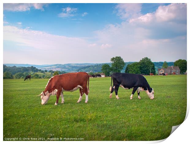 Livestock on Minchinhampton Common in the Cotswold Print by Chris Rose