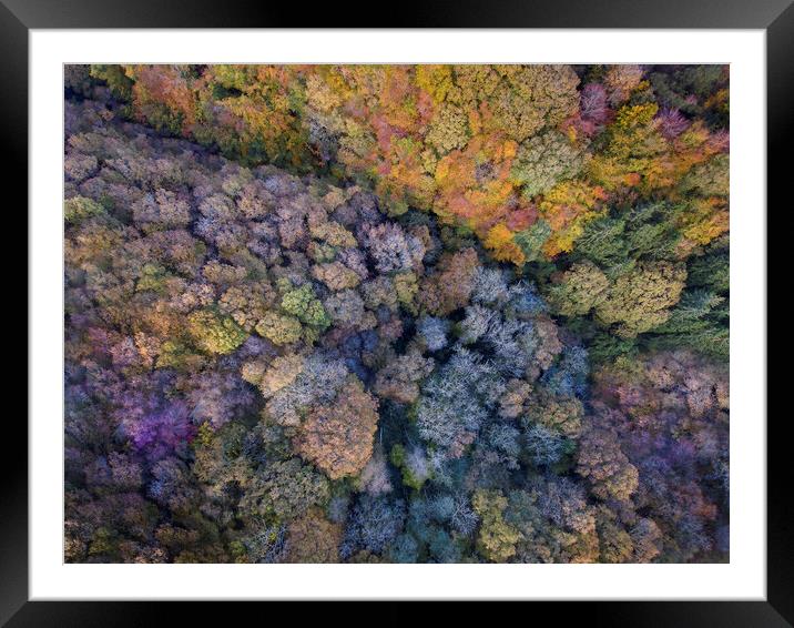 Autumn coloured tree tops Framed Mounted Print by Leighton Collins