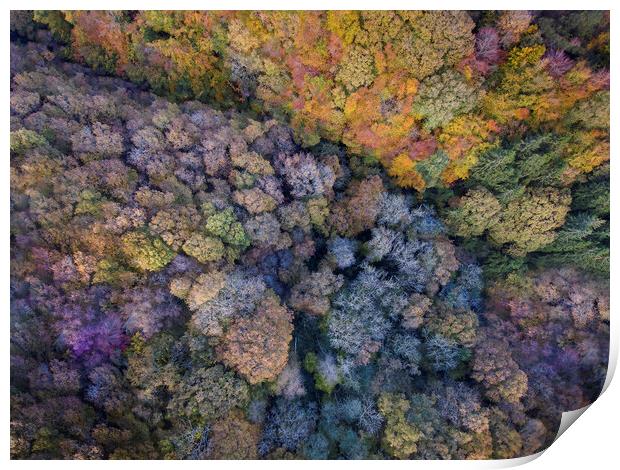 Autumn coloured tree tops Print by Leighton Collins