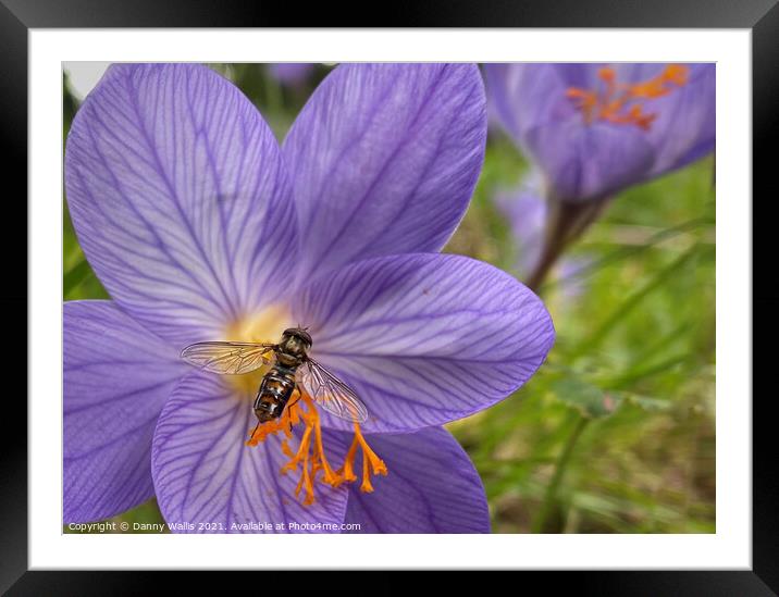 Hoverfly on Winter Crocus Framed Mounted Print by Danny Wallis