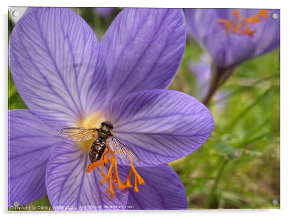 Hoverfly on Winter Crocus Acrylic by Danny Wallis