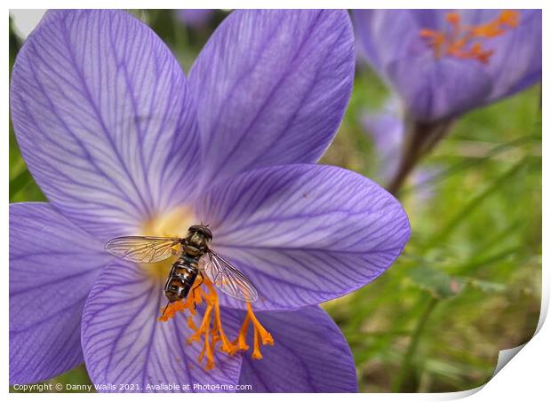 Hoverfly on Winter Crocus Print by Danny Wallis