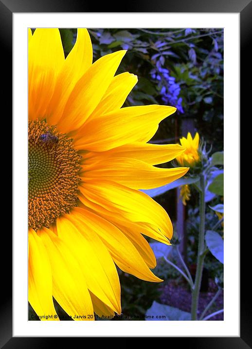 Yellow and Blue Framed Mounted Print by Laura Jarvis