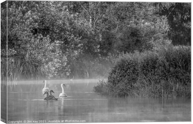 Swans and Cygnets Black and White    Canvas Print by Jim Key
