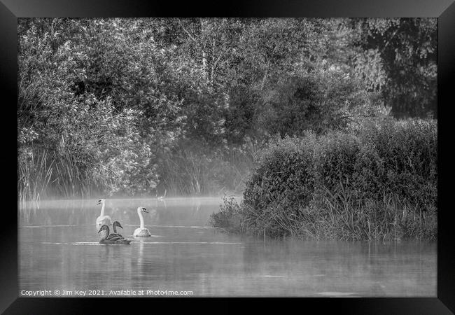 Swans and Cygnets Black and White    Framed Print by Jim Key