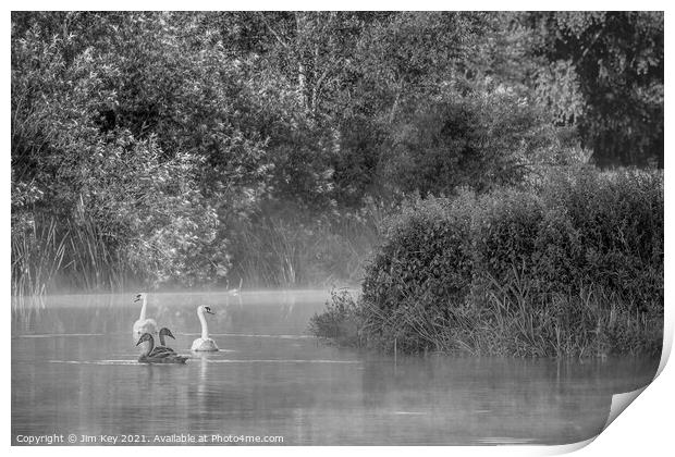 Swans and Cygnets Black and White    Print by Jim Key
