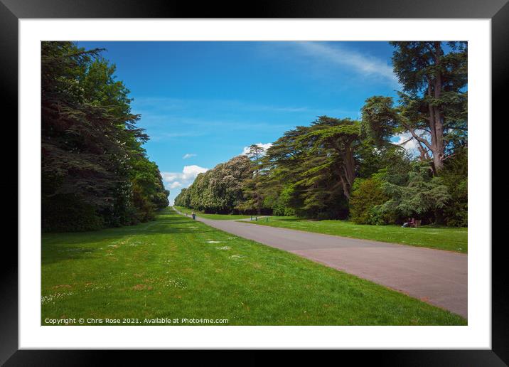 Cirencester Park,  Broad Avenue Framed Mounted Print by Chris Rose