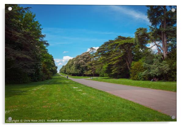 Cirencester Park,  Broad Avenue Acrylic by Chris Rose