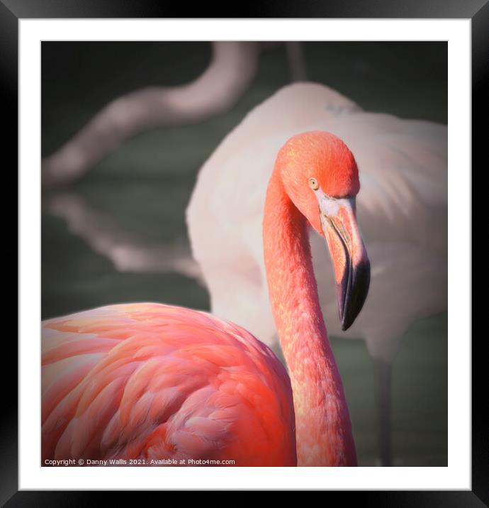 Caribbean Flamingo Framed Mounted Print by Danny Wallis