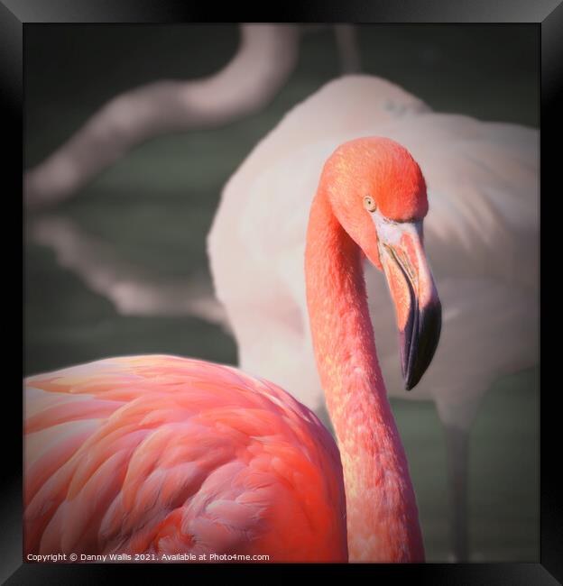 Caribbean Flamingo Framed Print by Danny Wallis