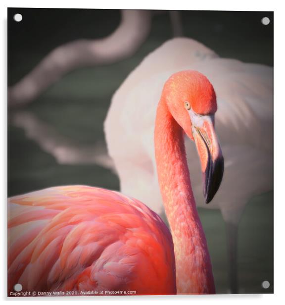 Caribbean Flamingo Acrylic by Danny Wallis