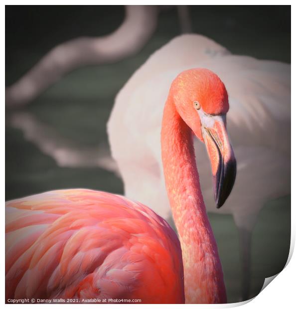 Caribbean Flamingo Print by Danny Wallis