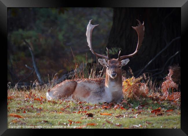 A Stags Stare Framed Print by Danny Wallis