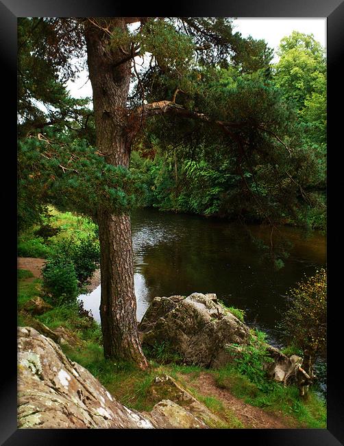 River Tweed and tree, Scottish Borders Framed Print by Linda More