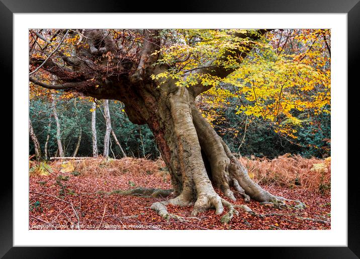 An ancient beech tree, Burnham Beeches, UK Framed Mounted Print by Joy Walker