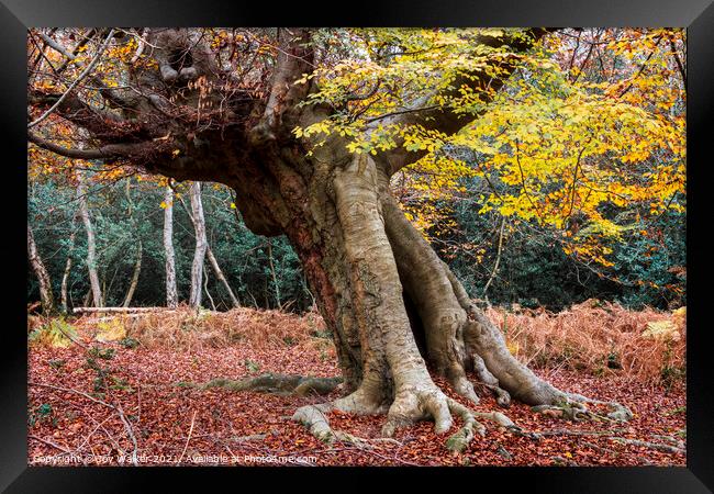 An ancient beech tree, Burnham Beeches, UK Framed Print by Joy Walker