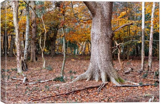 Trees in a woodland setting adorned with autumn le Canvas Print by Joy Walker