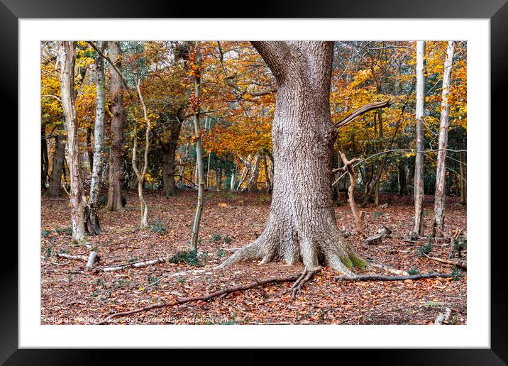 Trees in a woodland setting adorned with autumn le Framed Mounted Print by Joy Walker