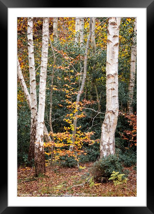 A group of silver birch trees, Burnham woods, Buck Framed Mounted Print by Joy Walker