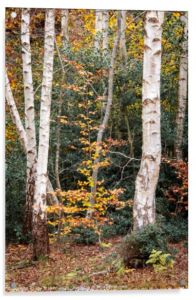 A group of silver birch trees, Burnham woods, Buck Acrylic by Joy Walker