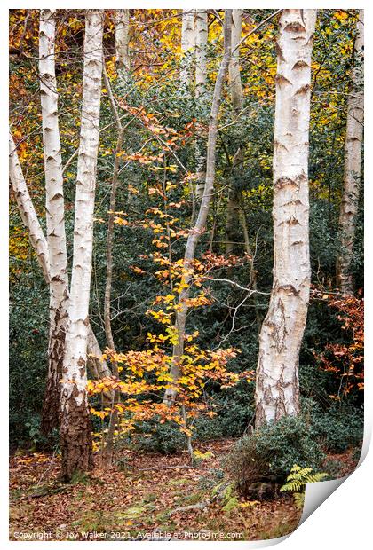 A group of silver birch trees, Burnham woods, Buck Print by Joy Walker