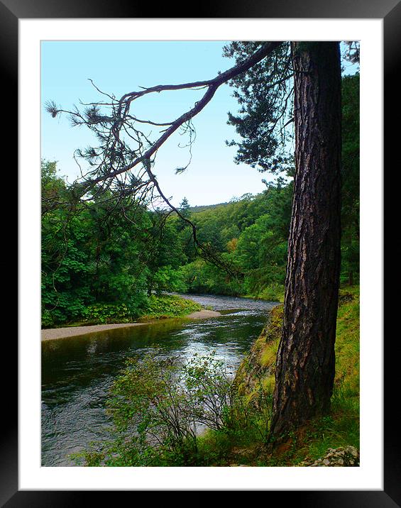 River Tweed and tree, Scottish Borders Framed Mounted Print by Linda More
