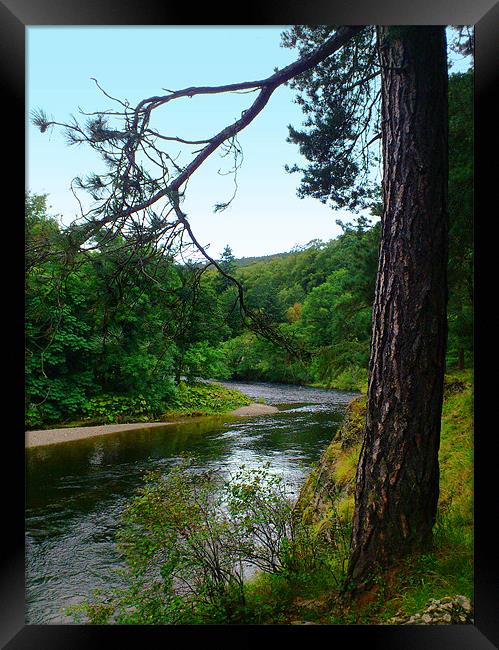 River Tweed and tree, Scottish Borders Framed Print by Linda More