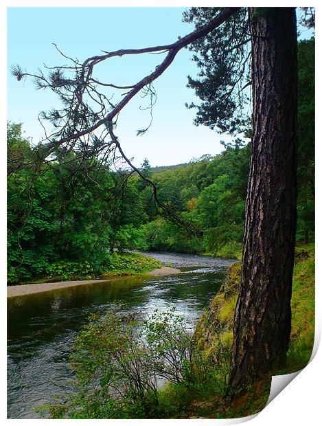 River Tweed and tree, Scottish Borders Print by Linda More