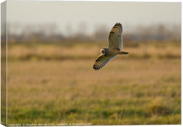 Short eared owl flying at dusk Canvas Print by Stephen Rennie