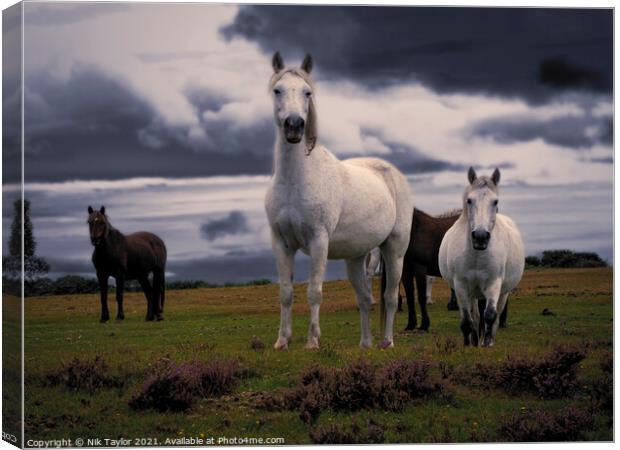 New Forest Ponies Canvas Print by Nik Taylor