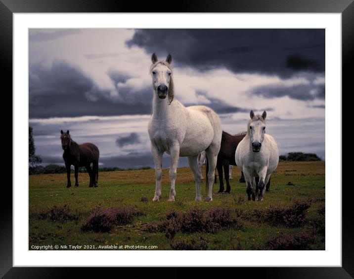 New Forest Ponies Framed Mounted Print by Nik Taylor