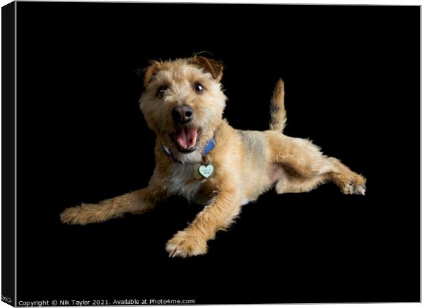 Happy Terrier Canvas Print by Nik Taylor
