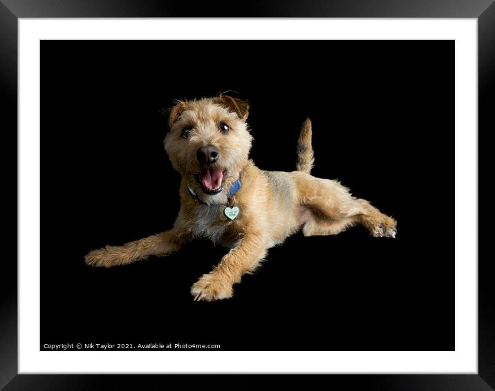 Happy Terrier Framed Mounted Print by Nik Taylor