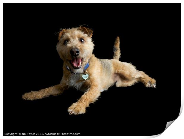Happy Terrier Print by Nik Taylor