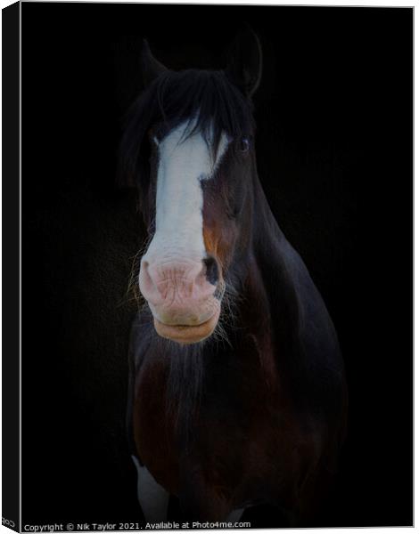Shire horse portrait Canvas Print by Nik Taylor