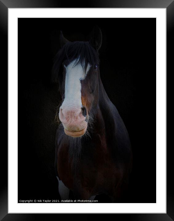 Shire horse portrait Framed Mounted Print by Nik Taylor
