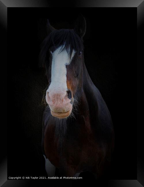Shire horse portrait Framed Print by Nik Taylor