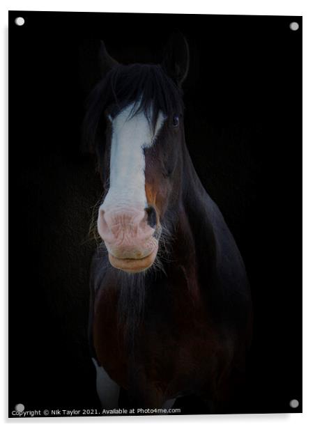 Shire horse portrait Acrylic by Nik Taylor