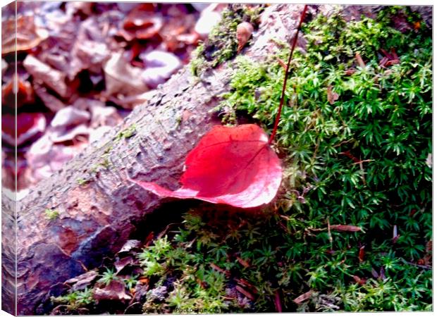 Fallen red leaf Canvas Print by Stephanie Moore