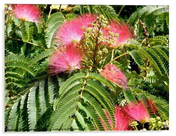 Mimosa flowers Acrylic by Stephanie Moore