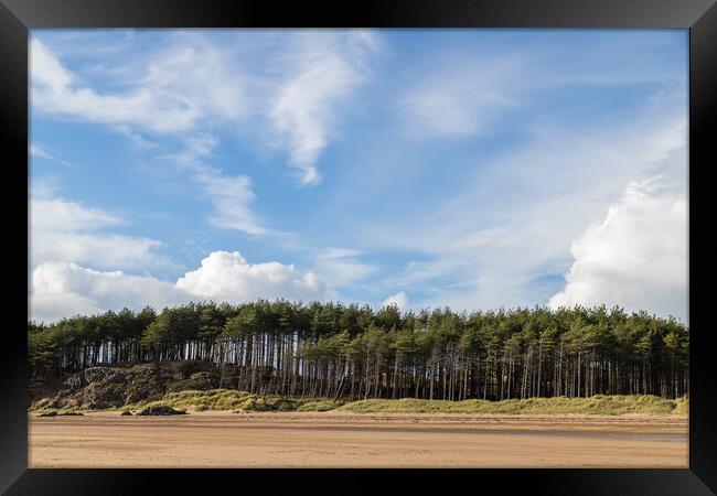 Pine trees line the beach at Newborough Framed Print by Jason Wells