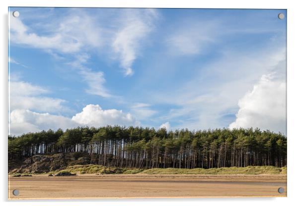 Pine trees line the beach at Newborough Acrylic by Jason Wells
